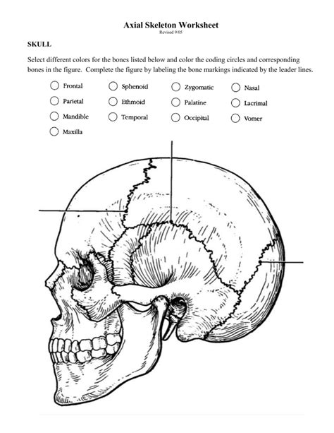 Printable Skull Labeling Worksheet